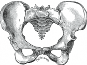 Human female pelvis, viewed from front.