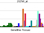 English: Gene expression pattern of the MAOA gene.