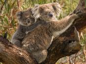 Koala and baby on back.
