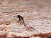English: ' Family , a parasitoid wasp used as a biological control agent.