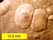 English: Petrocrania sp. brachiopods on a strophomenid brachiopod from the Upper Ordovician of southeastern Indiana.