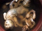 Vietnamese babies, deformed and stillborn after prenatal dioxin exposure from Agent Orange