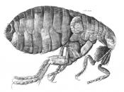 Greyscale picture of Robert Hooke's drawing of a flea in his Micrographia. Magyar: Robert Hooke rajza egy bolháról