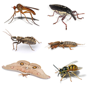 English: Collage showing the diversity of insect species. Insect species clockwise from top to bottom left: 1. Long dance fly (Empis livida) 2. Long Nosed Weevil (Rhinotia hemistictus) 3. Assassin bug in the family Reduviidae sub-family Harpactocorinae 4.