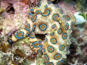 English: Image of a Greater blue-ringed octopus. Hapalochlaena lunulata. Taken at Tasik Ria, North Sulawesi, Indonesia. Français : Le poulpe Hapalochlaena lunulata. Photo prise à Tasik Ria, près de Manado, dans la province de Sulawesi du Nord (Indonésie).