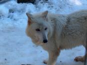 English: A Captive Vancouver Island Wolf (Canis lupus crassodon)