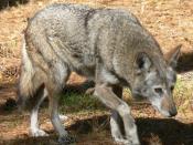 Red Wolf, captive specimen at 