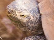 Saddle-backed Rodrigues giant tortoise