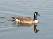 English: Canada Goose (Branta canadensis) swimming in Palatine, Illinois, USA.