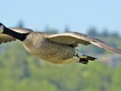 English: A Canada Goose flying at Burnaby Lake Regional Park (Piper Spit), Burnaby, British Columbia. Français : Une Bernache du Canada en vol. Réserve régionale du lac Burnaby, Burnaby (dans l'agglomération de Vancouver), Colombie britanique.