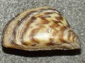 A shell of the zebra mussel, Dreissena polymorpha