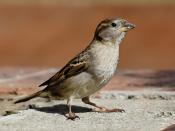 English: Female House Sparrow, Bairnsdale Australia. Taken in September 2006. See also Image:House sparrow03.jpg.
