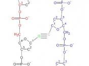 DNA Biochemical structure