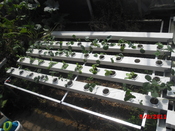 English: hydroponics plant 2
