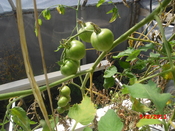 English: hydroponics plant 5