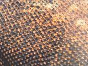 Closeup of a Komodo dragon's skin