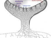 English: Diagram of an ascocarp, with developing meiotic asci, mature asci, and sterile hyphae labeled.
