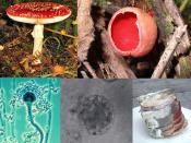 English: A series of fungi. Individual descriptions can be found on the source pages listed below. Русский: Разнообразие грибов. Отдельные описания см. на страницах изображений, перечисленных ниже.