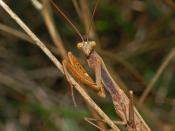 English: Mantis reli giosa . close up of a male