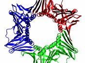 Assembled human PCNA (PDB ID 1AXC), a sliding DNA clamp protein that is part of the DNA replication complex and serves as a processivity factor for DNA polymerase. The three individual polypeptide chains that make up the trimer are shown.