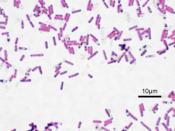 English: microscopic image of Bacillus subtilis (ATCC 6633). Gram staining, magnification:1,000. The oval unstained structures are spores. Türkçe: Bacillus subtilis (ATCC 6633) bakterilerinin mikroskopik görüntüsü Gram boyama, x1000 büyütme Bakterilerin i