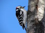 English: An adult male Downy Woodpecker, Picoides pubescens in Ottawa, Ontario