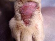 canine lick granuloma / acral lick dermatitis; self-inflicted as an obsessive-compulsive self-destructive behavior