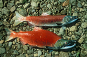 English: Male and female Sockeye salmon (Oncorhynchus nerka) specimens.