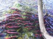 English: School of spawning sockeye salmon near the bridge on the Adams River, British Columbia, Canada