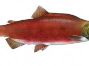 English: Sockeye salmon (Oncorhynchus nerka) from the Northern Pacific Ocean. Français: Un saumon rouge (Oncorhynchus nerka) originaire du Nord de l'océan Pacifique.
