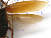 English: The wing structure and venation of cockroaches