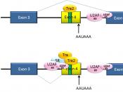 Alternative splicing of dsx pre-mRNA