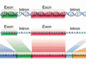 DNA, exons and introns