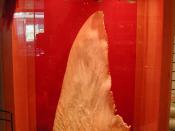 A dried shark fin on display with dried sea cucumbers and abalone.
