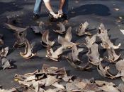 English: NOAA agent counting confiscated shark fins.