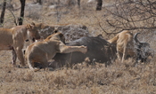 English: Four Lionesses take down a bull cape buffalo in the central Serengeti