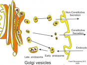 English: Golgi apparatus and secretory vesicles