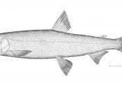 English: Original illustration of bloater, Coregonus hoyi, from the Natural History of Useful Aquatic Animals.