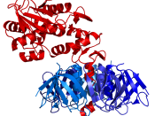 Ribbon diagram of type 2 (Stx2) from Escherichia coli O157:H7. A-subunit shown in red, B-subunits (forming B-pentamer) shown in shades of blue. Created using (http://www.pymol.org) and . Optimized using .