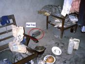 Lassa fever investigation: rat trap in place