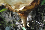 Fungus (7)