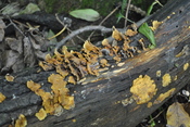 Fungus (9)