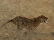 a lioness hunting worthogs in the western corridor of the Serengeti Deutsch: Löwin jagt Warzenschweine in der Serengeti