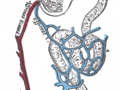 Distribution of blood vessels in cortex of kidney. (Although the figure labels the efferent vessel as a vein, it is actually an arteriole.)