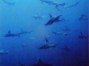 English: School of scalloped hammerhead sharks (Sphyrna lewini)