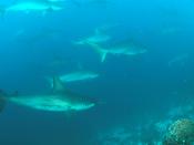 School of Hammerhead Sharks, Wolf Island, Galapagos Islands, Ecuador. Image taken by Clark Anderson/Aquaimages.