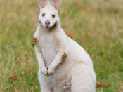 Albino Bennett's Wallaby (Macropus rufogriseus rufogriseus) on Bruny Island, Tasmania, Australia. Burs are stuck to his fur on the elbow, shoulder and chin.