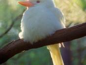 An Albino Kookaburra