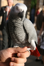 English: Congo African Grey Parrot (Psittacus erithacus erithacus). Pet parrot held on a hand.