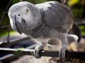 A pet adult Congo African Grey Parrot in Norway.